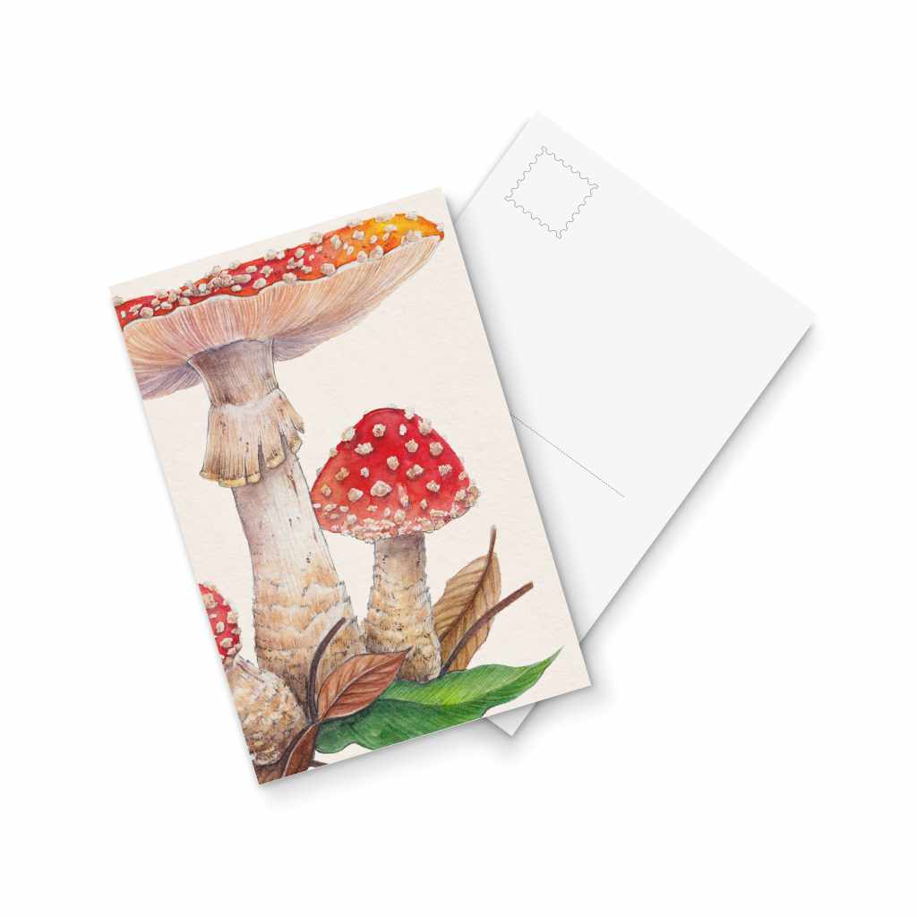 Amanita muscaria - postcard