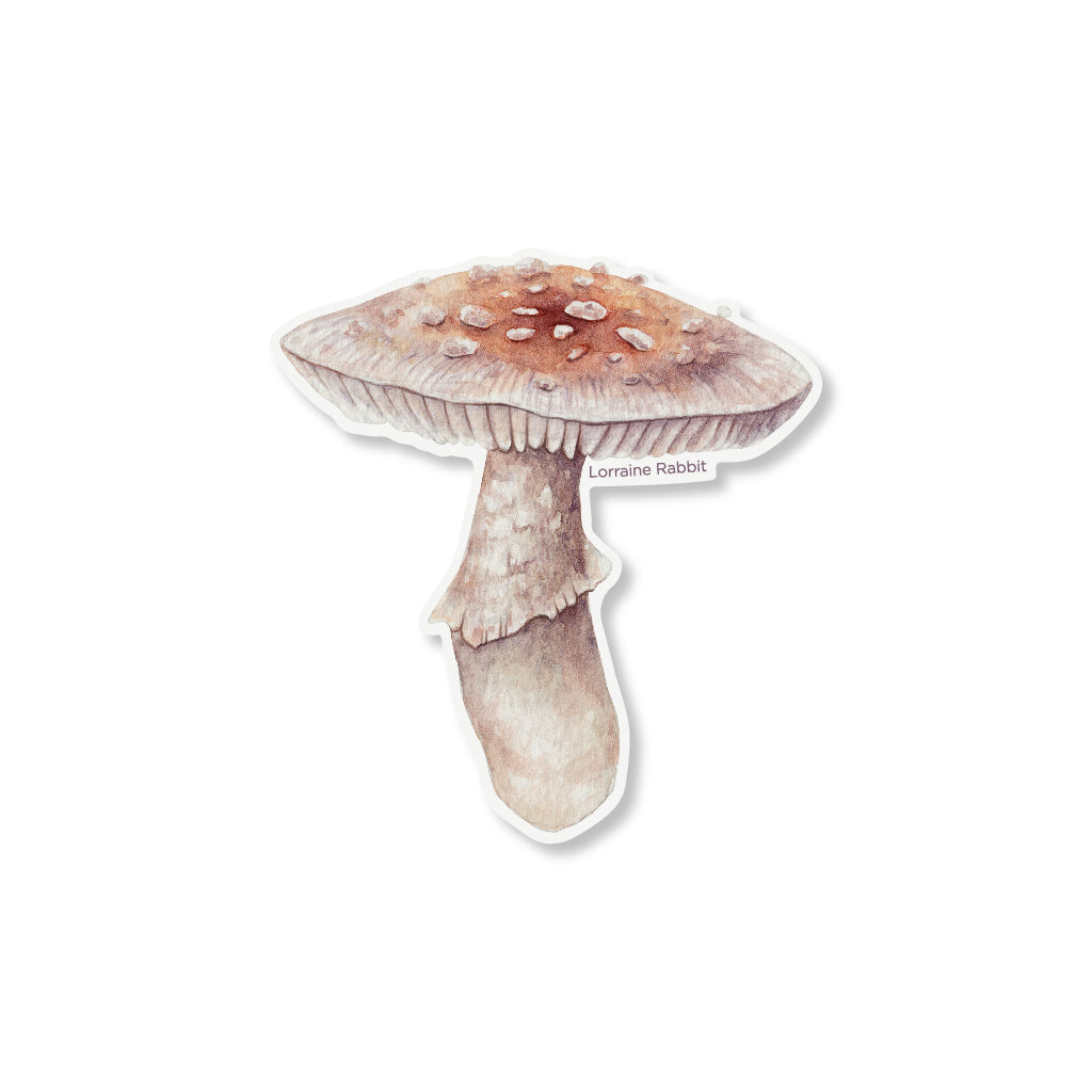 Amanita pantherina - sticker
