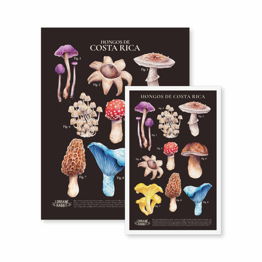 Hongos de Costa Rica