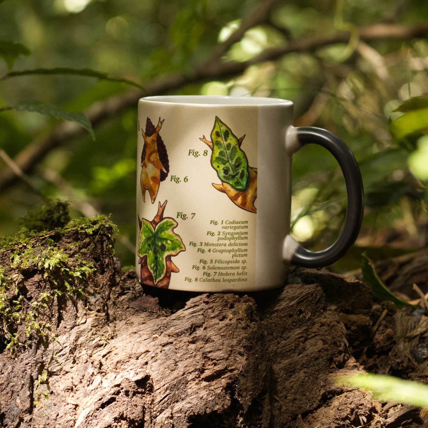 Koroks de CR - Taza