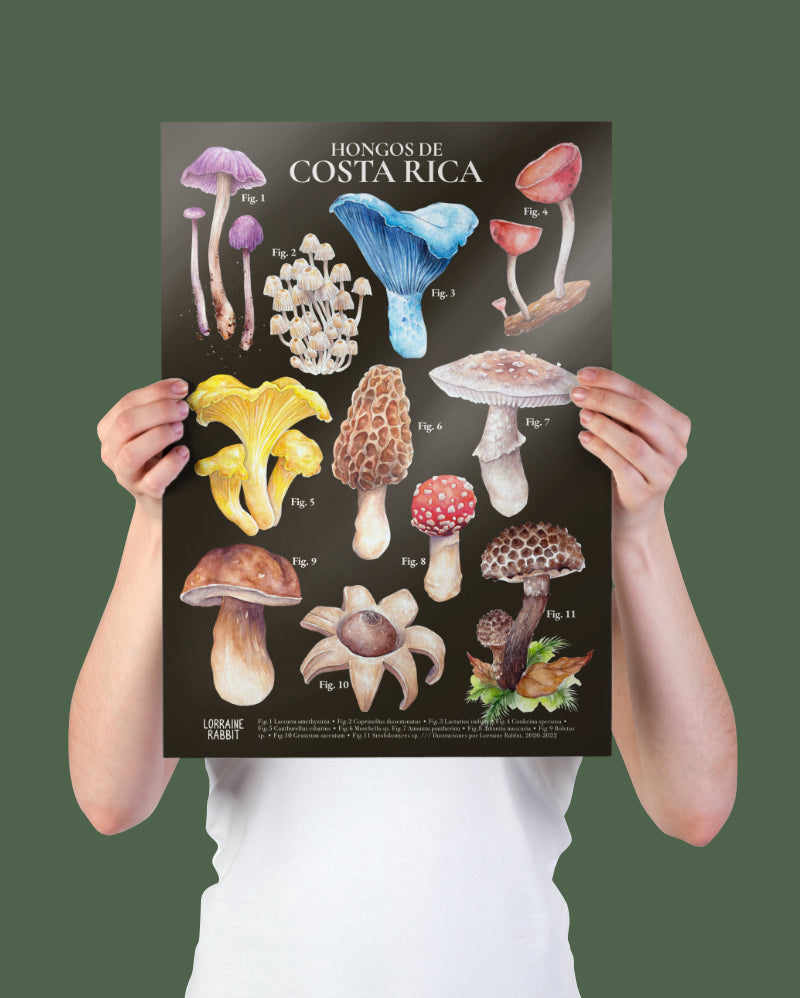 Hongos de CR - print A3