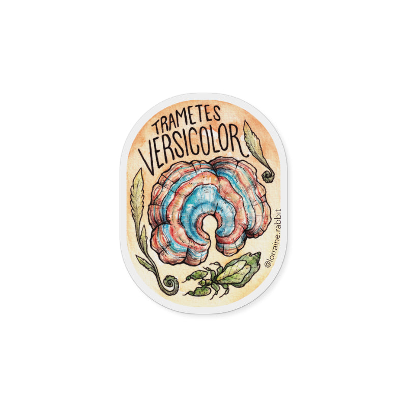 Trametes versicolor - sticker