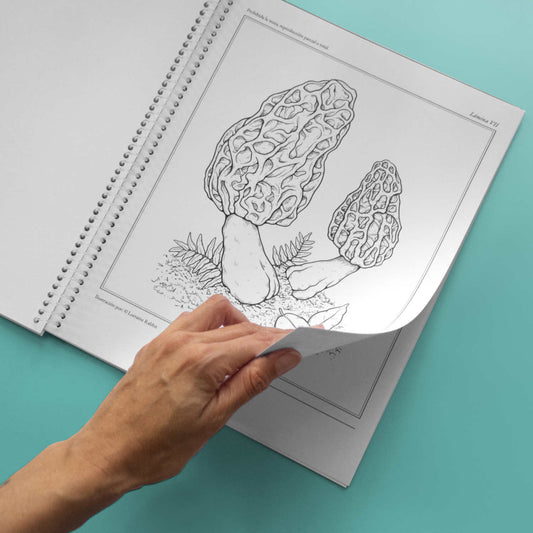 Fungario - Libro de colorear