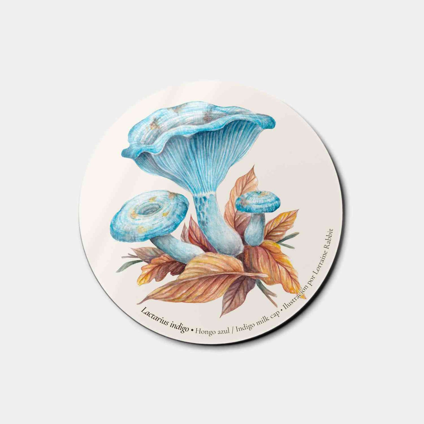 Lactarius Indigo - imán