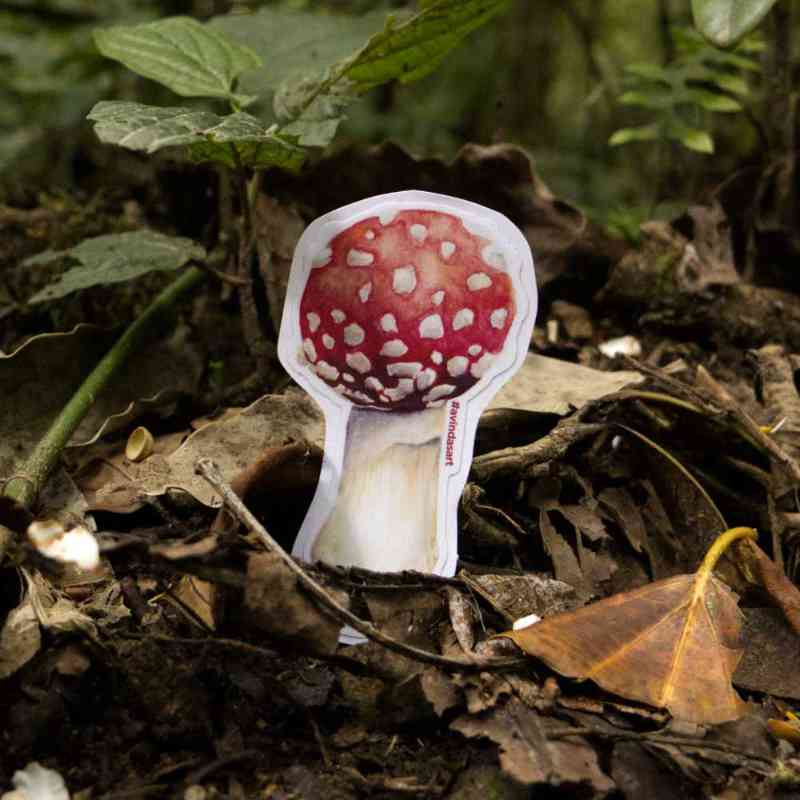 Amanita muscaria - sticker