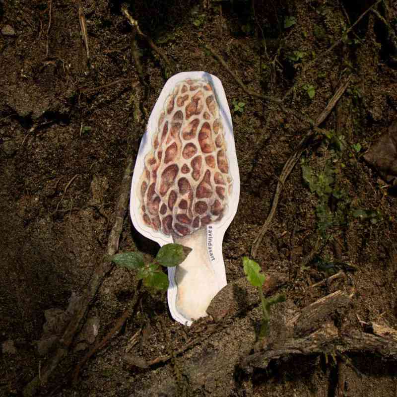 Colmenilla - sticker