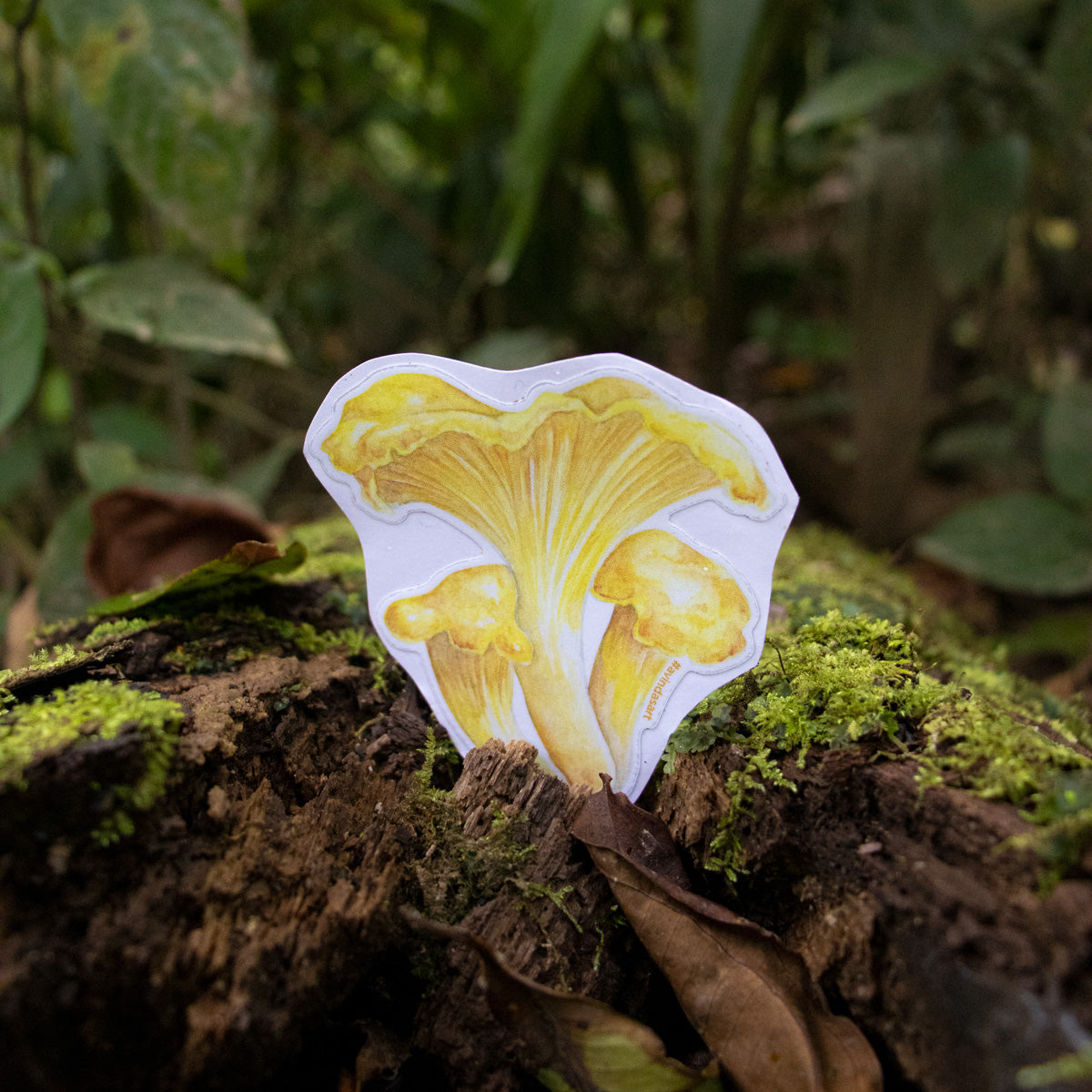 Chantarela - sticker