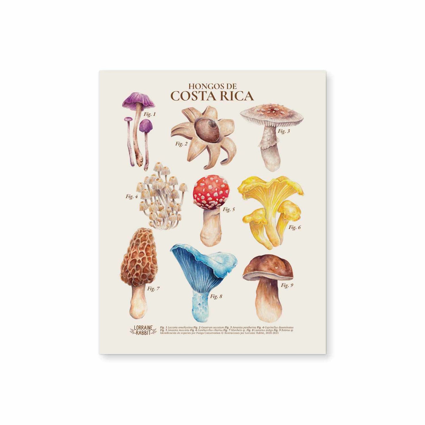 Hongos de Costa Rica