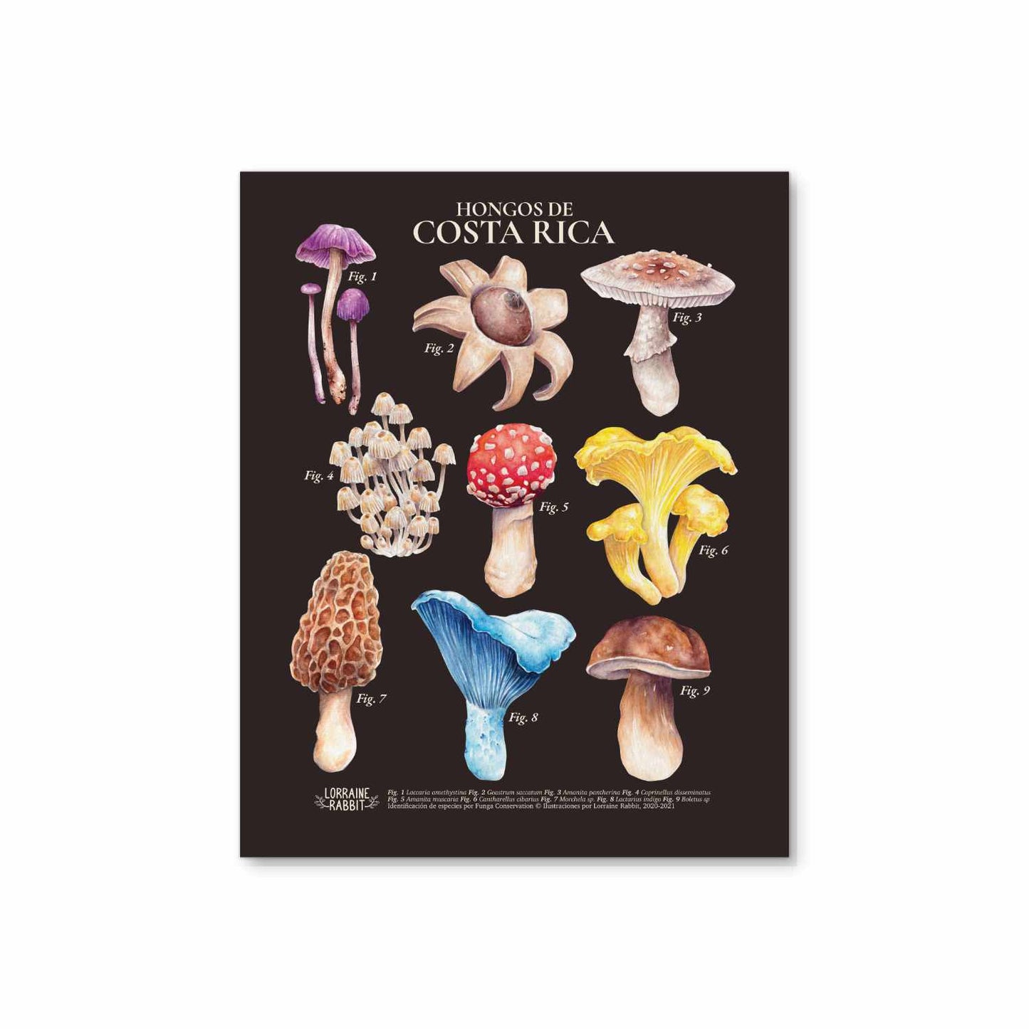 Hongos de Costa Rica