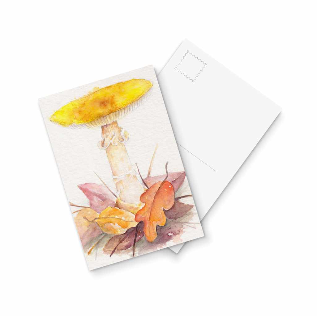 Amanita flavoconia - postcard