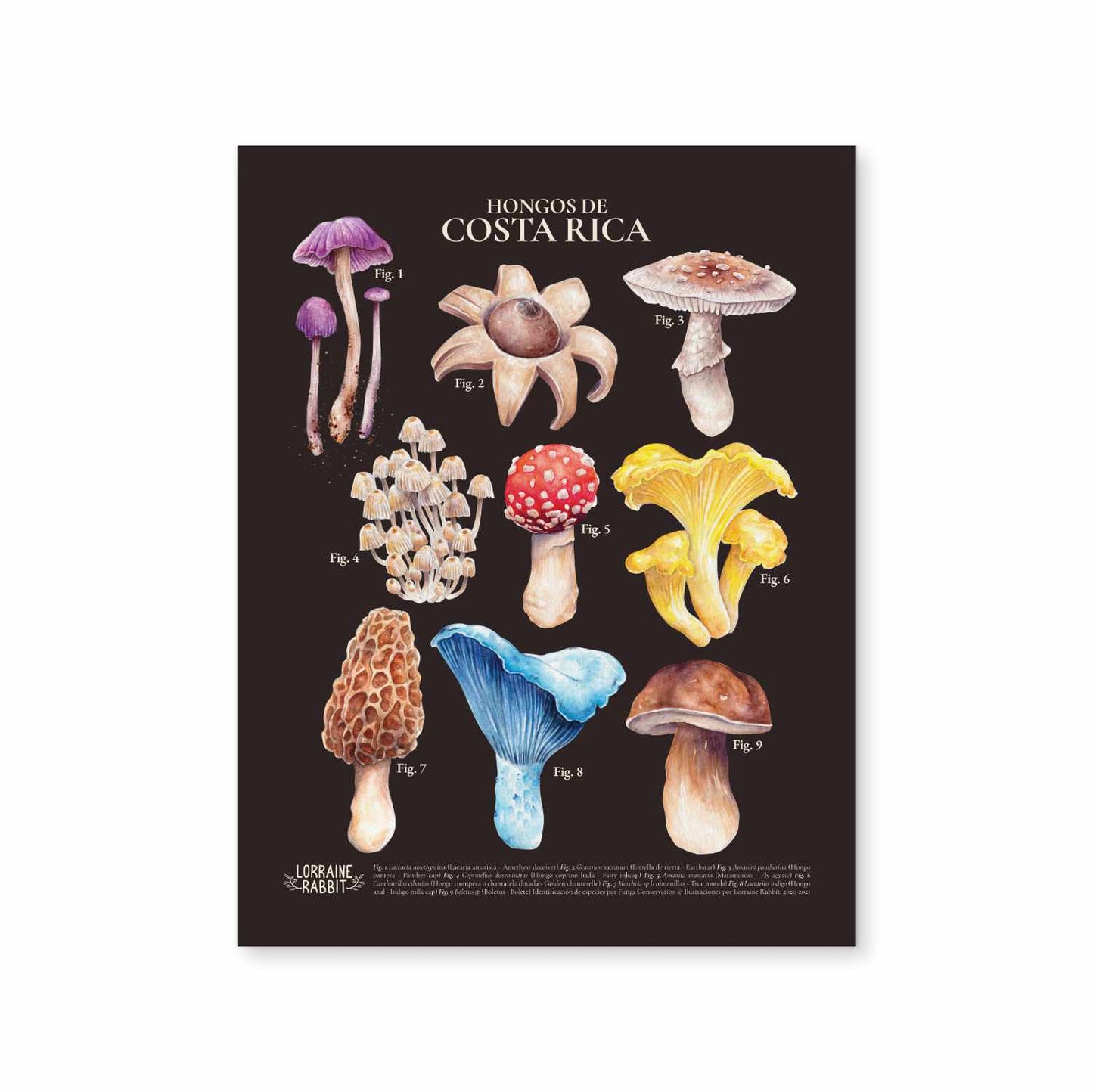 Hongos de Costa Rica