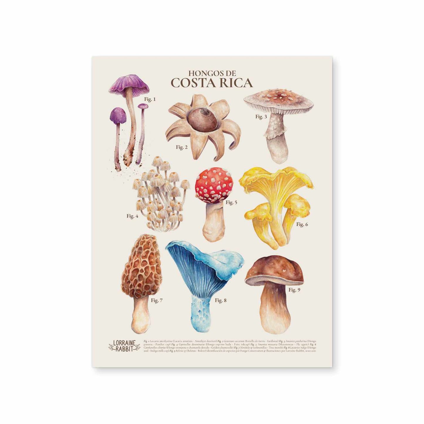 Hongos de Costa Rica