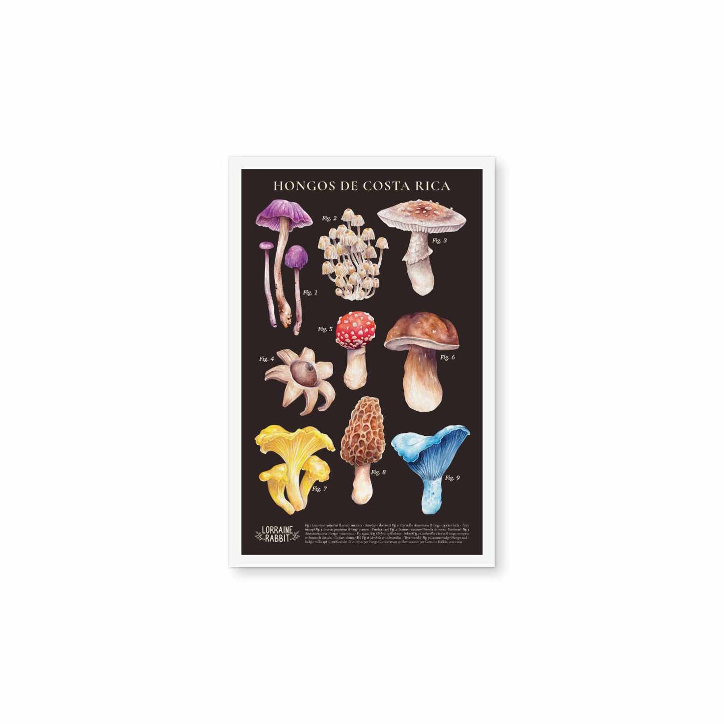 Hongos de Costa Rica