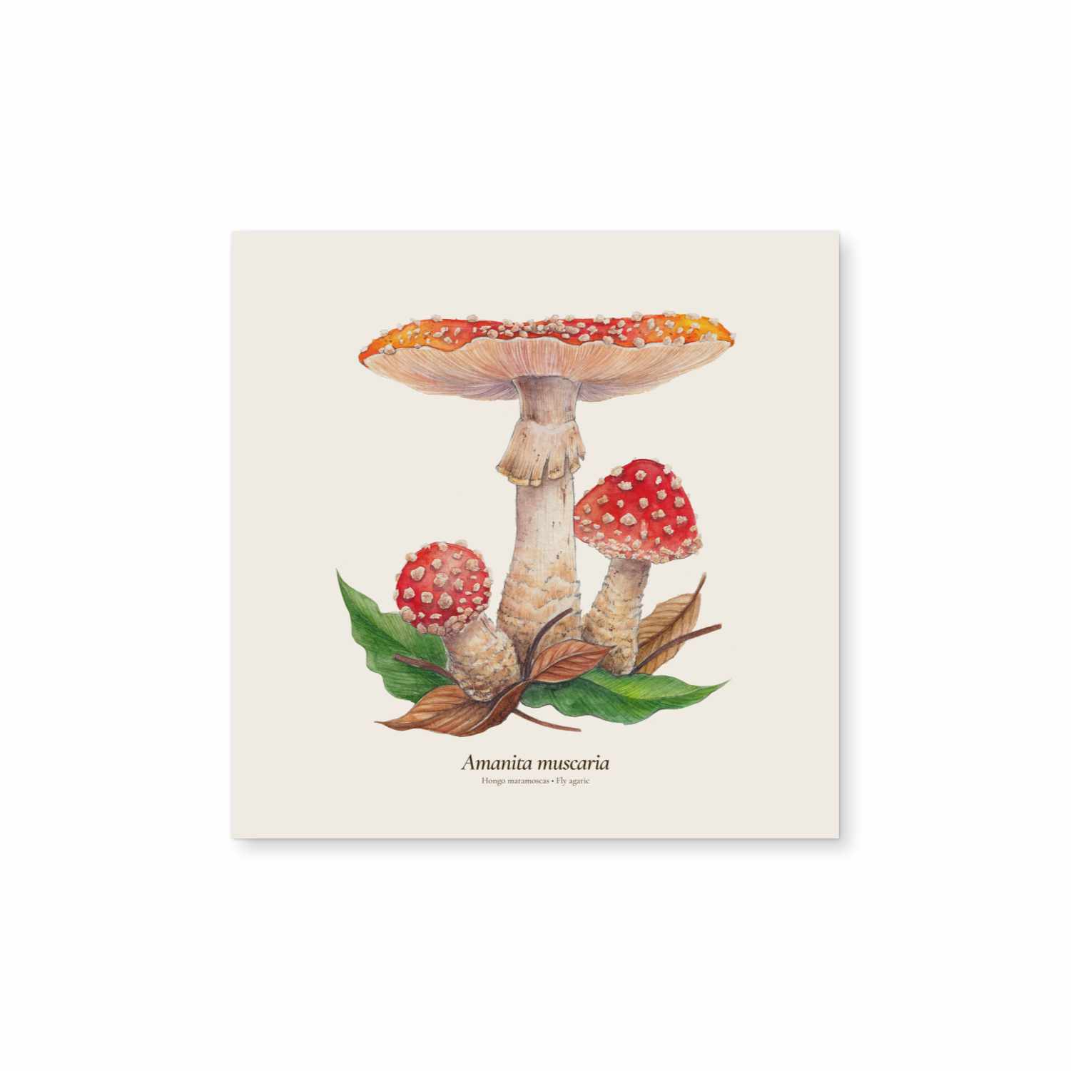 Amanita muscaria – Lorraine Rabbit