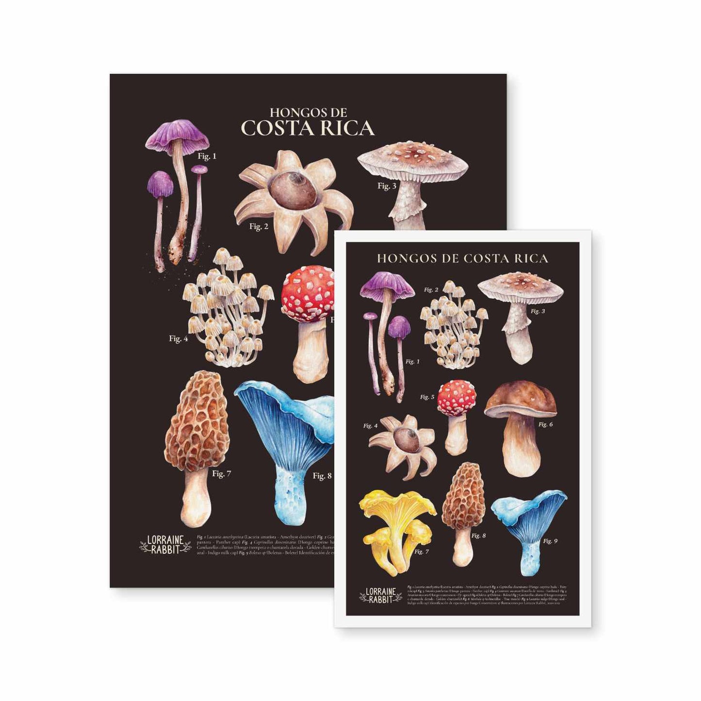 Hongos de Costa Rica