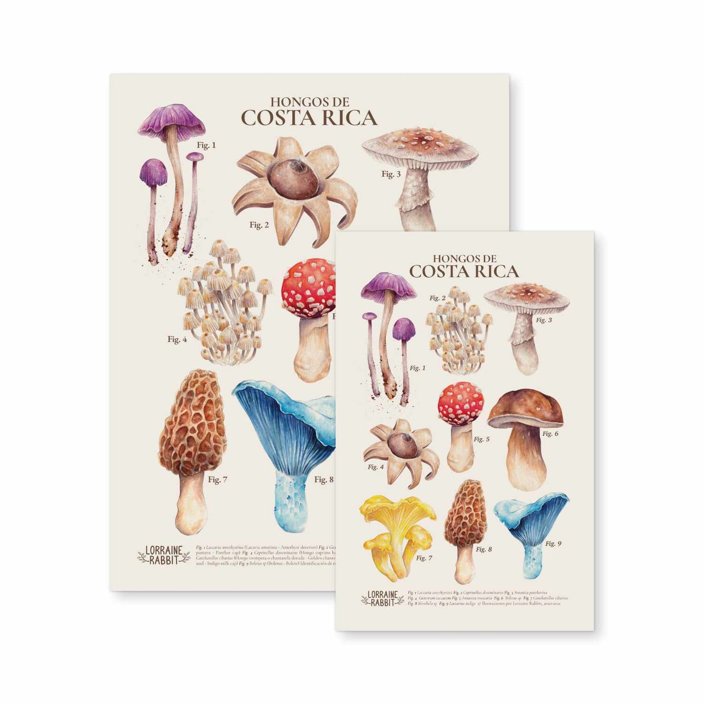 Hongos de Costa Rica