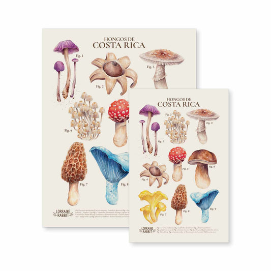 Hongos de Costa Rica