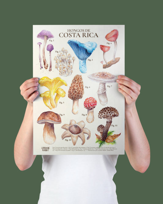 Hongos de CR - print A3