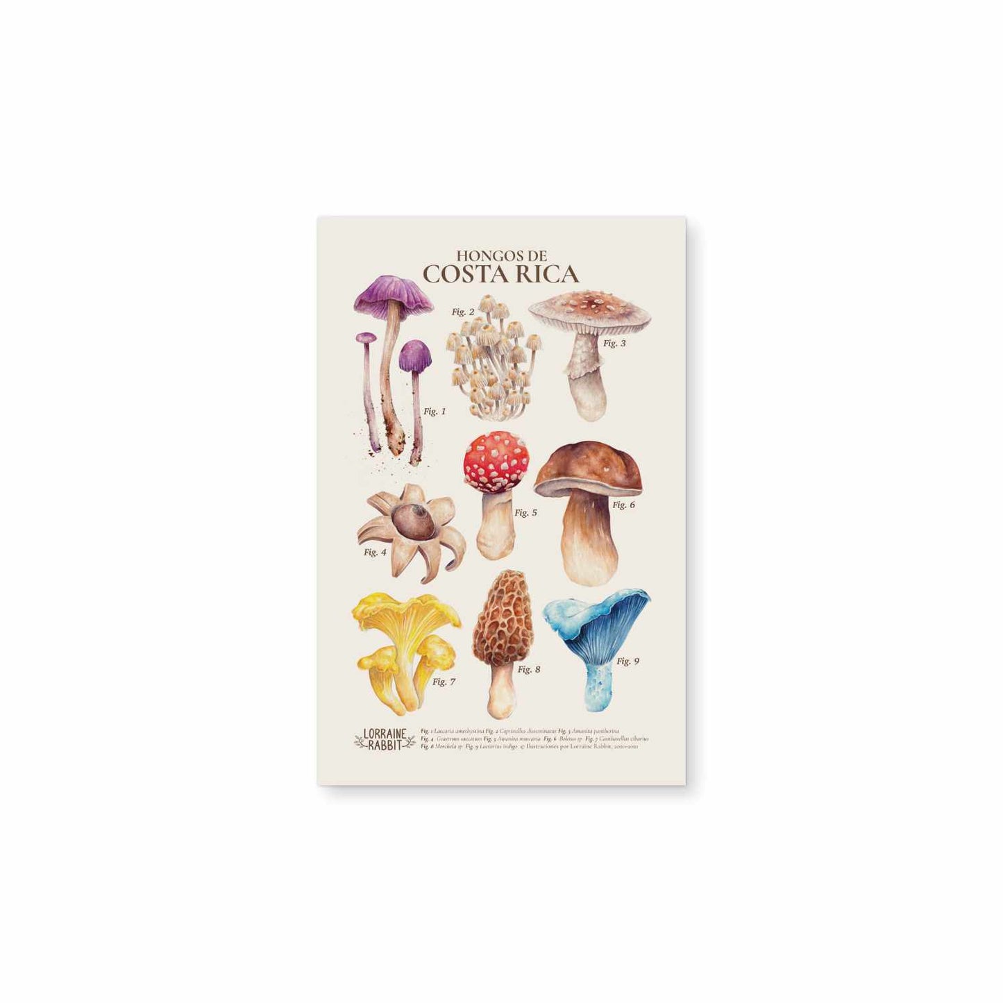 Hongos de Costa Rica