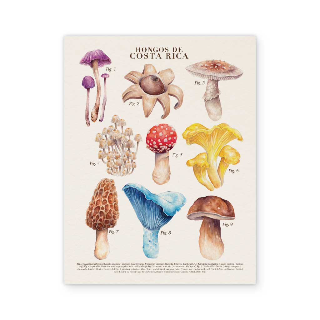 Hongos de Costa Rica - print defectuoso