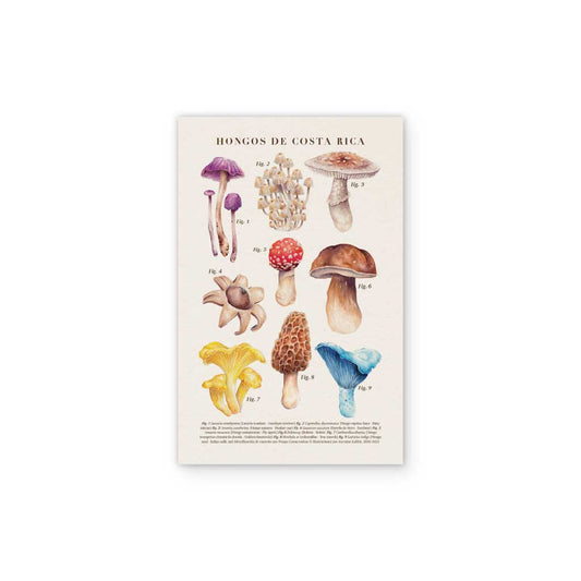 Hongos de Costa Rica - print defectuoso